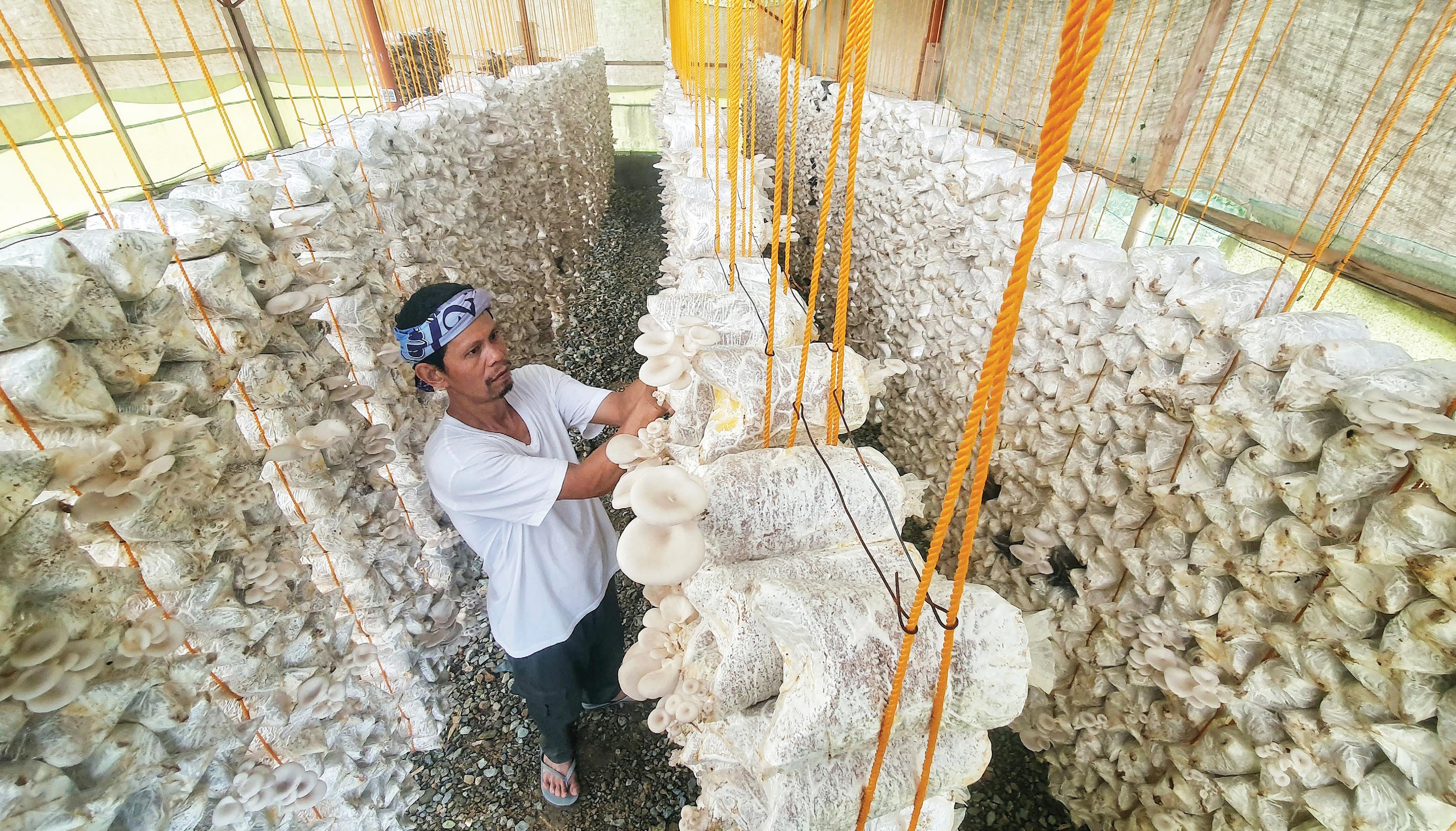 Garcia open to reassessing mushroom program