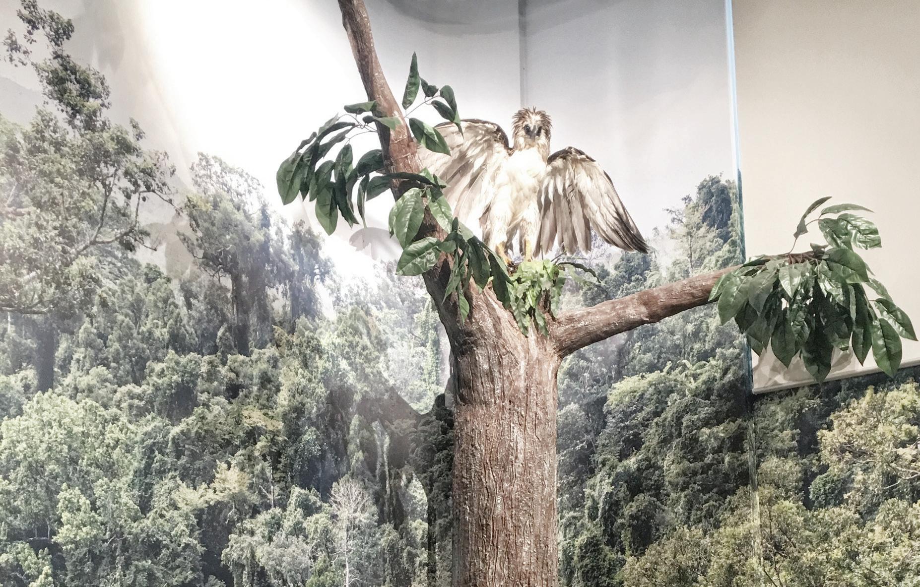 Spotlight On: The Philippine Eagle