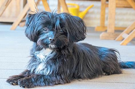 Swiss Police Rescue Dogs Kidnapped for $1.1 Million Ransom