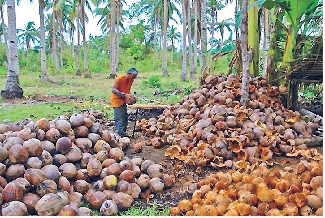 Thai Firm Investing P1B for Coconut Processing Facility