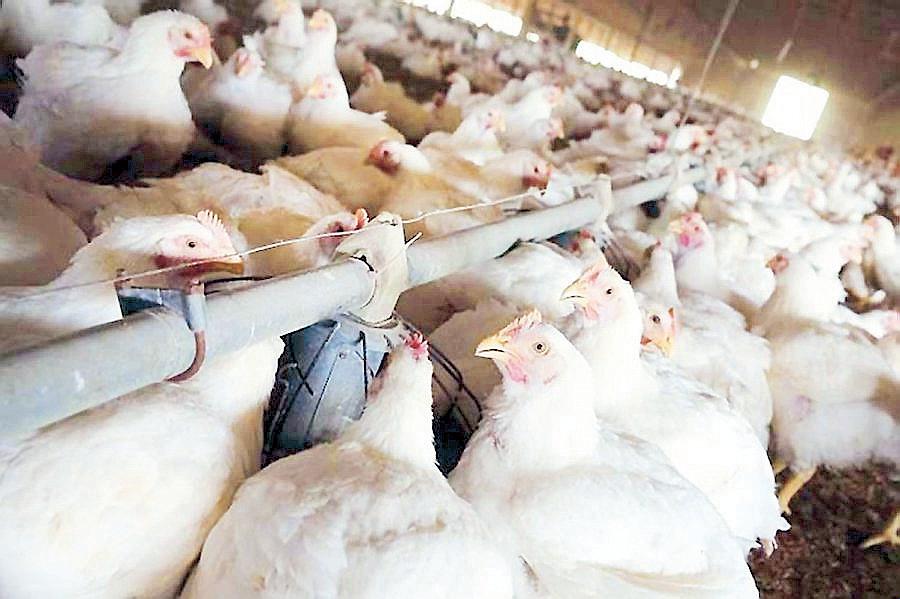 Phl to halt Brazil poultry imports