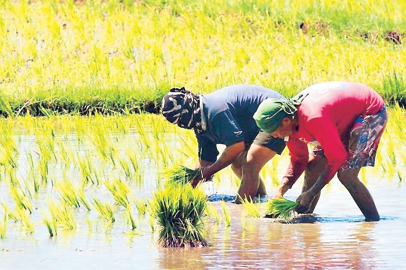 Higher tariff collections boost fund for rice farmers to P34 B