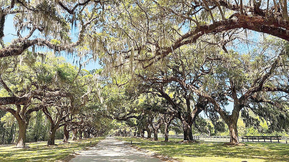 Boone Hall Plantation is famous for its row of live oak trees with hanging Spanish moss, known as the Avenue of Oaks where the film 'The Notebook' was filmed.