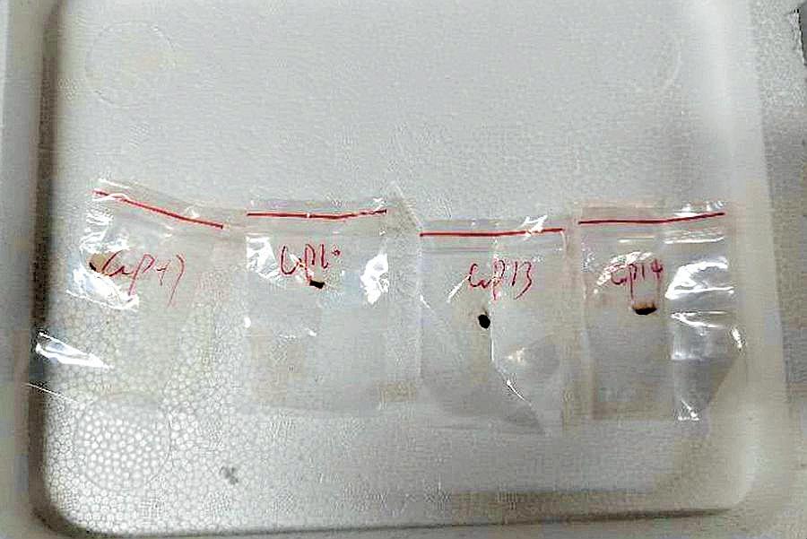 Chinese Researchers Charged With Smuggling Toxic Fungus Into US