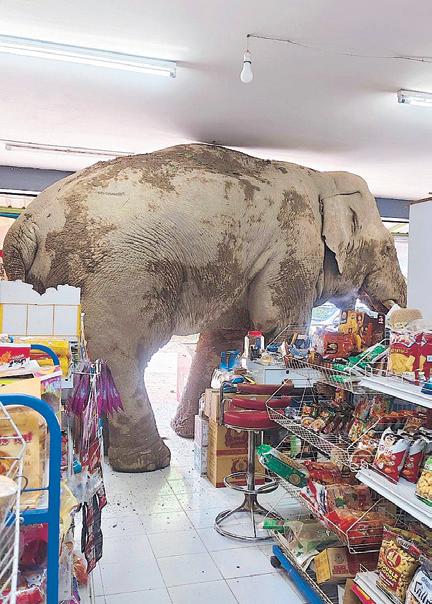 'Eat and run' elephant raids grocery in Thailand