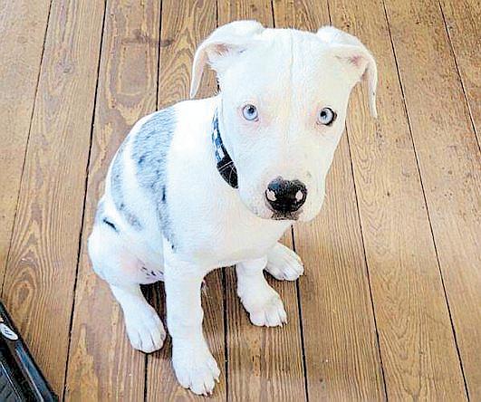 US Police Who Shot Puppy to Face Lawsuit Trial