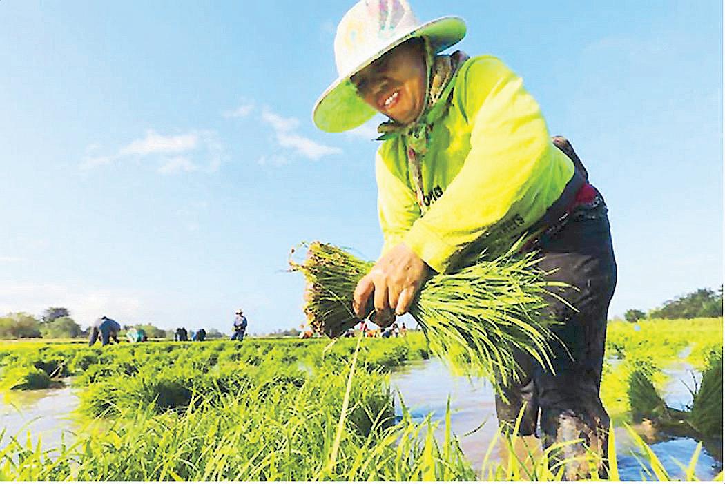 Satellite-based crop insurance to benefit rice farmers - IRRI
