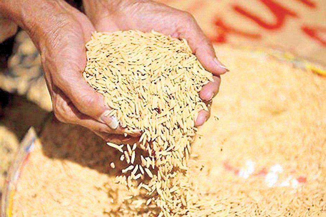 Palay Prices Rise Ahead of Rice Import Suspension