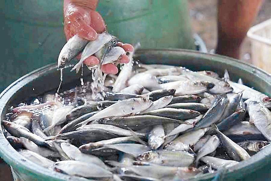 Fish production seen to rebound in second half
