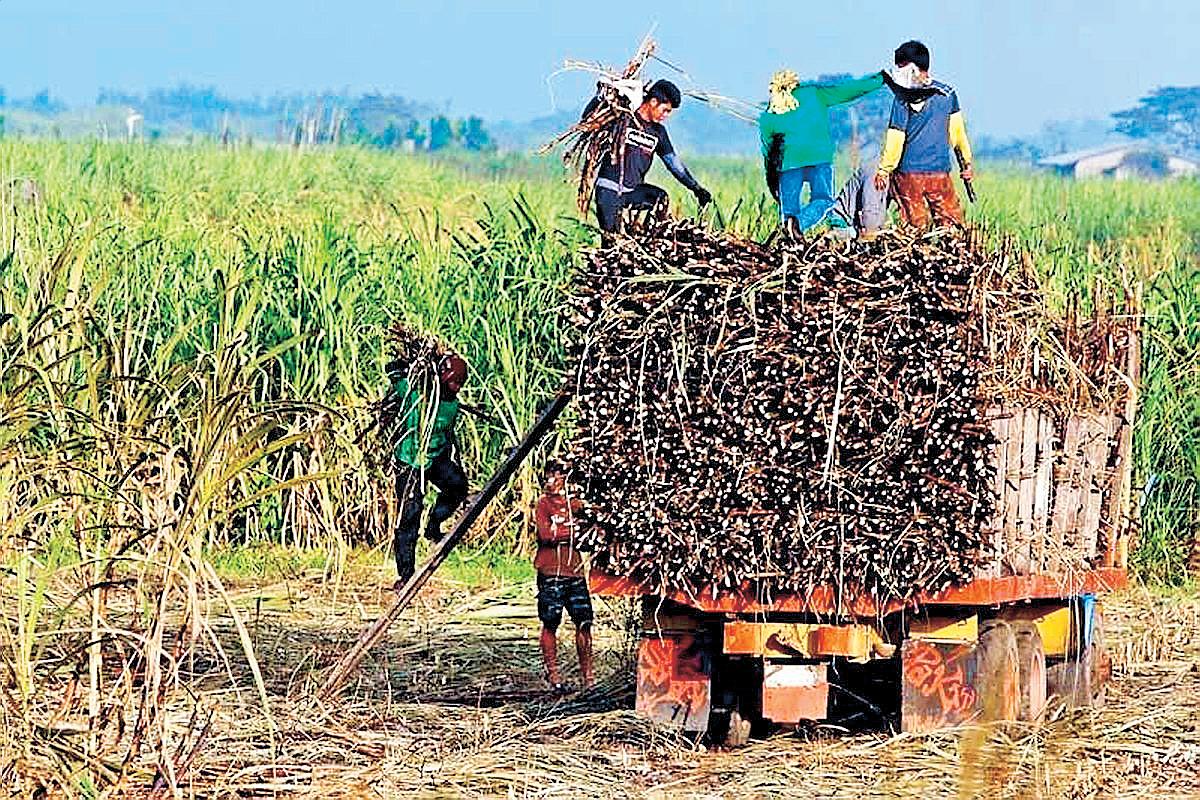 Moratorium on molasses imports set until year-end