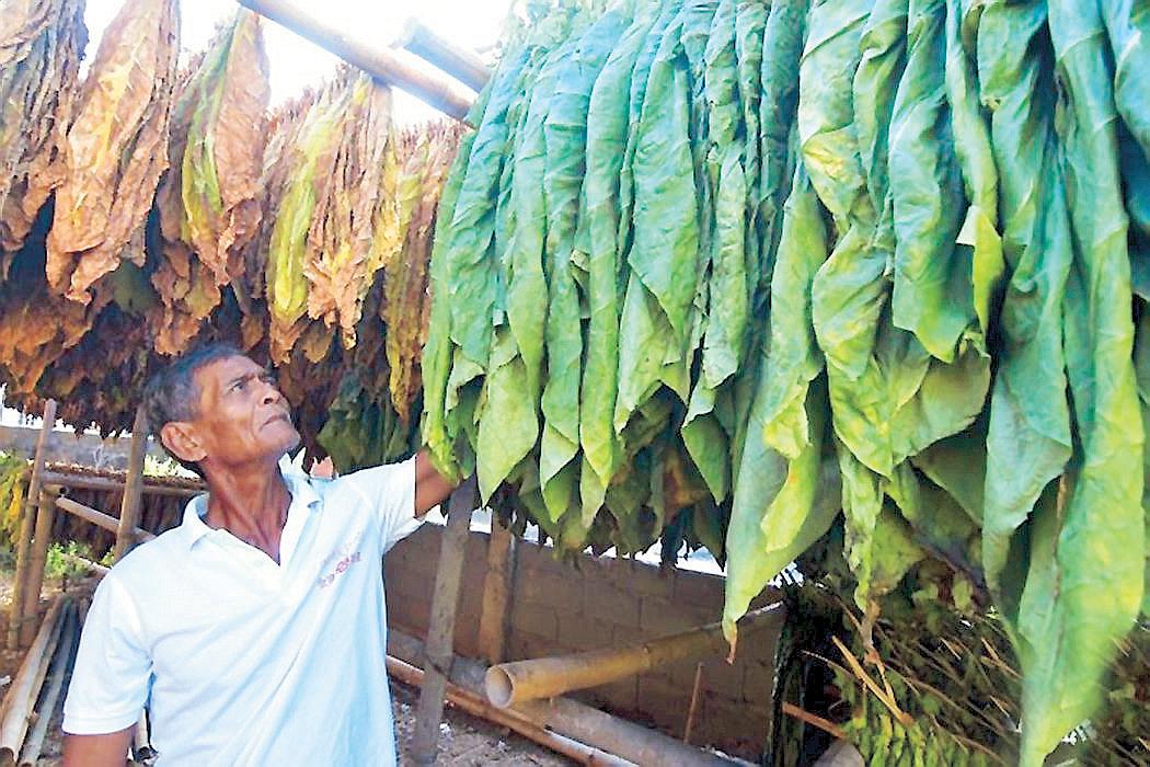 Gov't to set new tobacco floor price