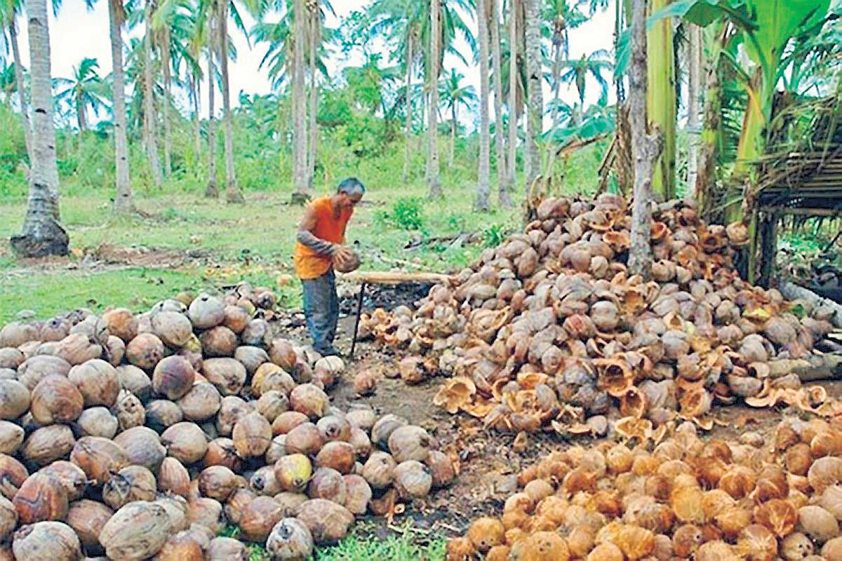 New nat’l standard eyed for coconut shell charcoal