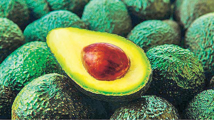 Phl opens market for Peru avocados