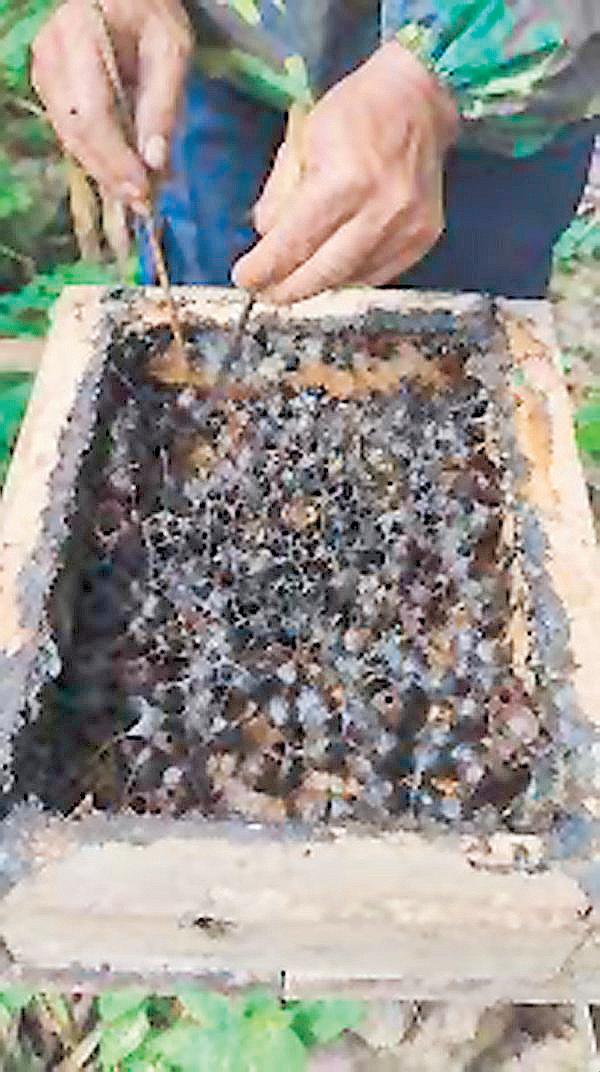 Phl scientists develop test to verify authenticity of stingless bee honey