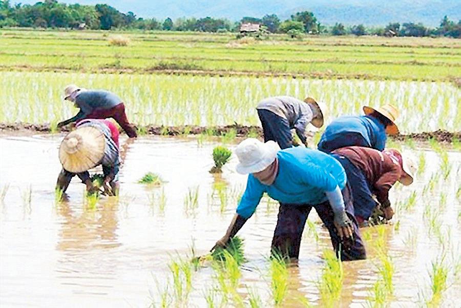 Rice farmers may earn more as NFA eases buying rule