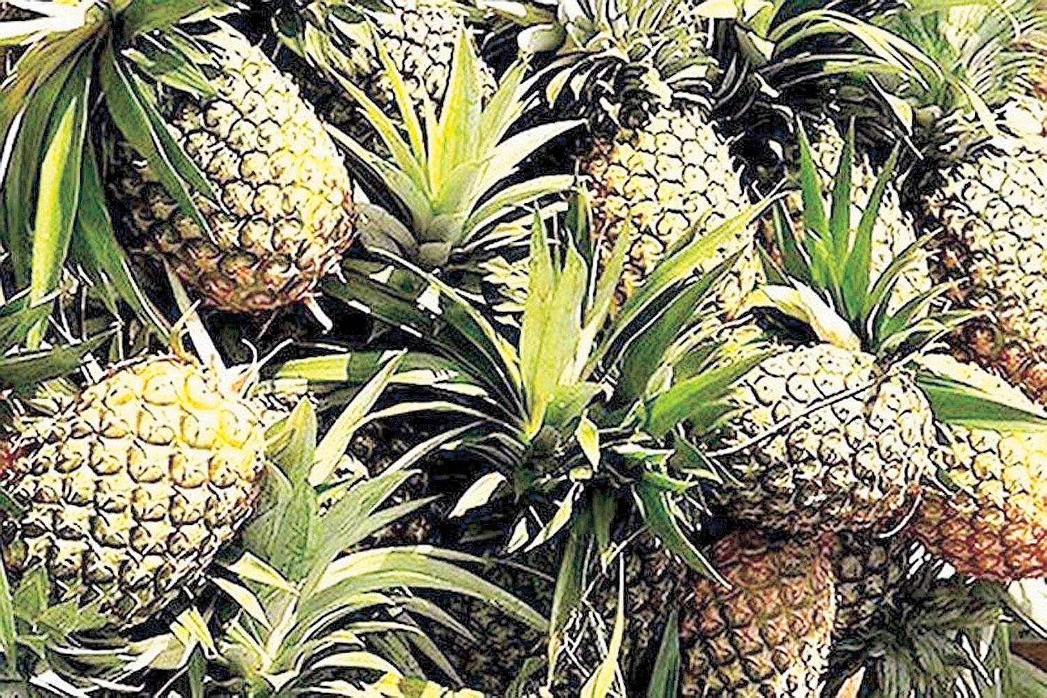 Phl exports fresh pineapples to UAE