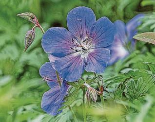 Geranium mania
