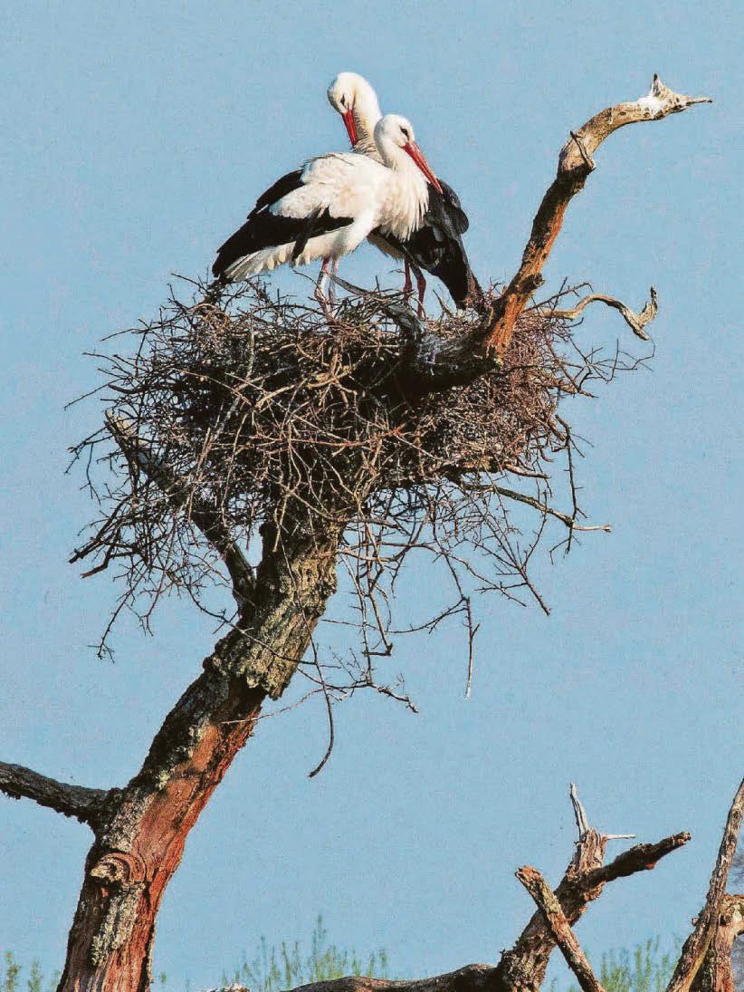 Storks bring bundles of joy to Britain