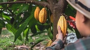 Chocolate of the future could be brewed like beer