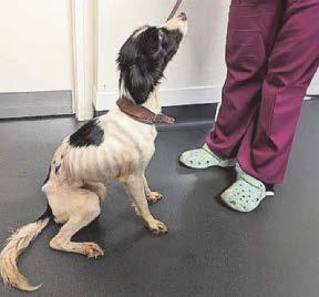 Spaniel Floss locked in filthy house with no food or water