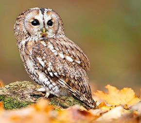 Can it rain on owls' parade?