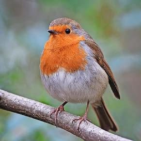 Note-worthy favourite bird