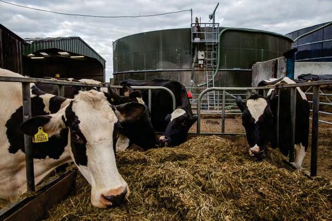 Single mad cow disease case confirmed on Scottish farm