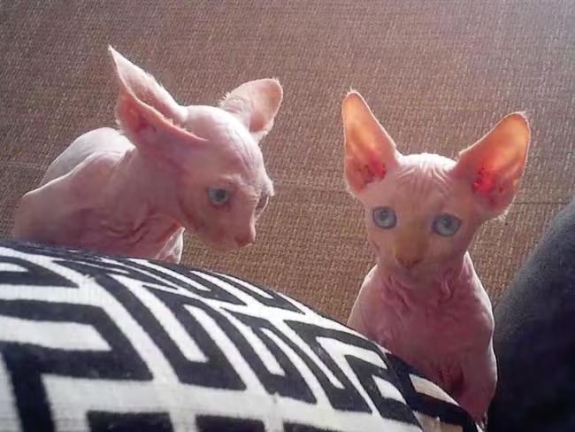 'Bully' cat breeders illegally sell kittens on social media