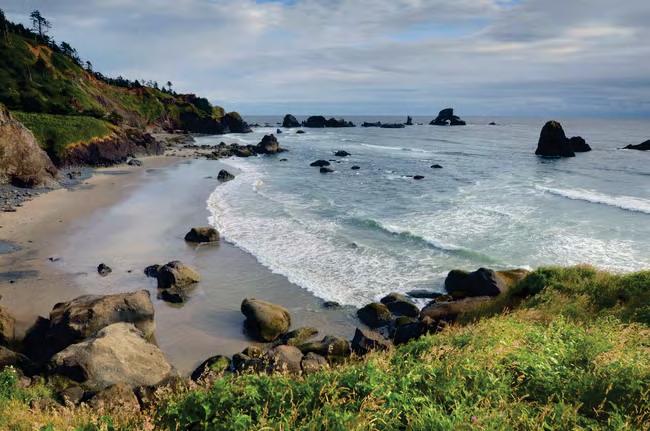 Oregon seaweed foraging