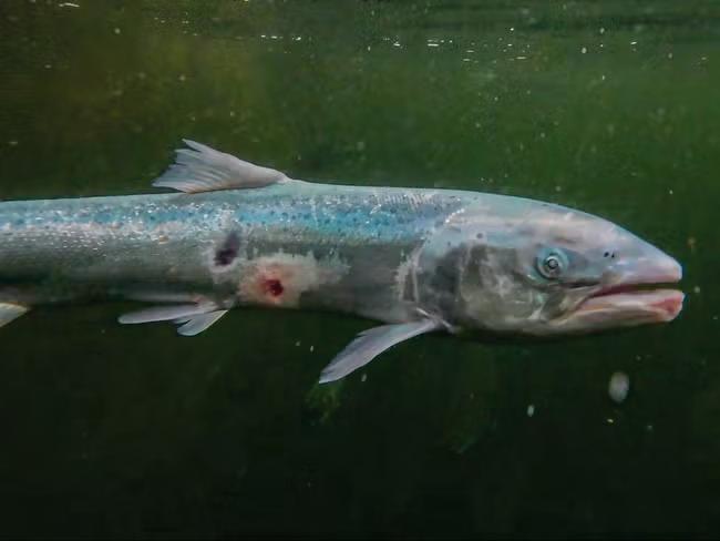 Salmon firms 'misleading' consumers, activists claim