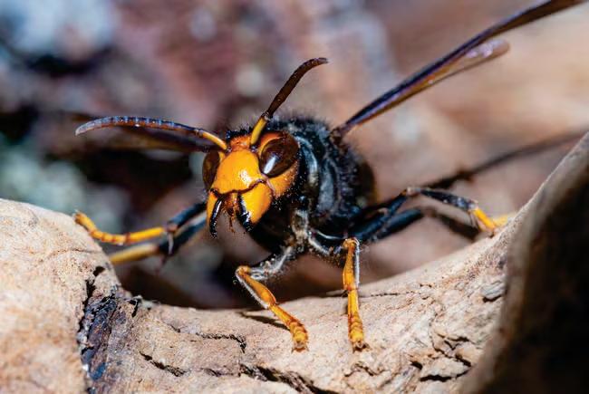 Asian hornets pose extra threat’ to native pollinators