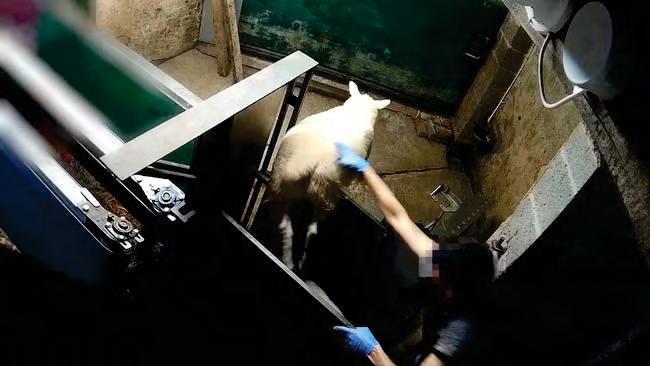 Abattoir staff inflicted pain, fear and distress’ on sheep