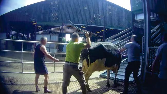 Cows beaten at farm used by UK's main milk supplier