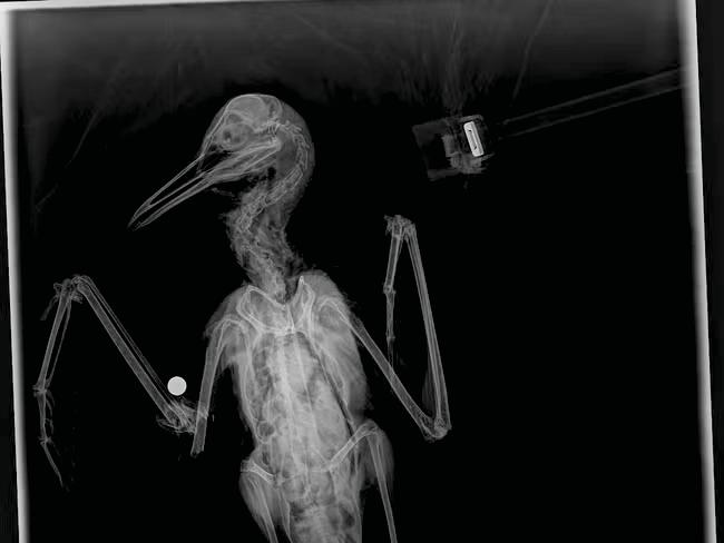 Gull's 'unspeakably cruel' catapult death being probed