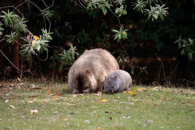 I was trying to save baby wombat, claims influencer
