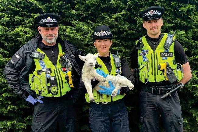 Vegan who stole lamb from farm admits animal cruelty
