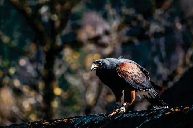 Hormonal hawk's reign of hairless terror finally over