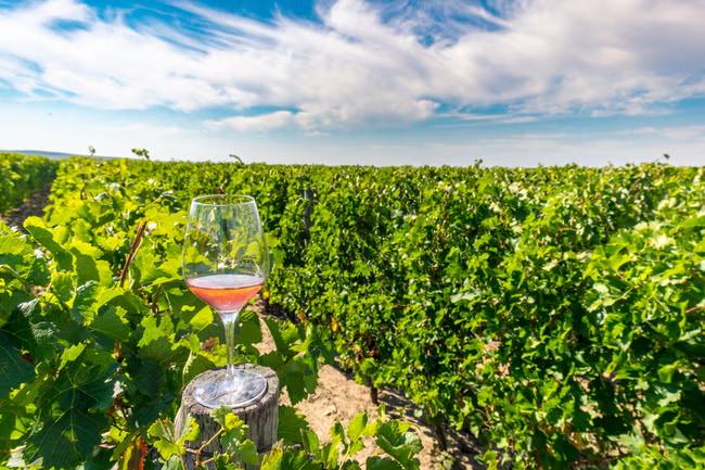 We shouldn't raise a glass to the growth of English wine