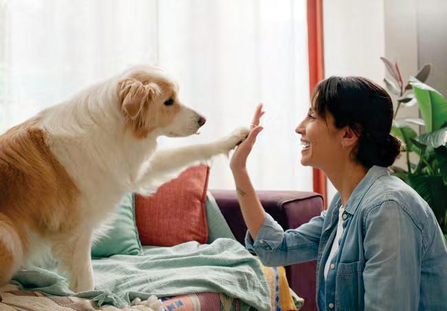 Hounds of love: dog owners prefer pooches to partners