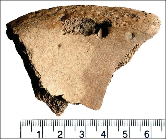 Bite marks on bones reveal York gladiators fought lions