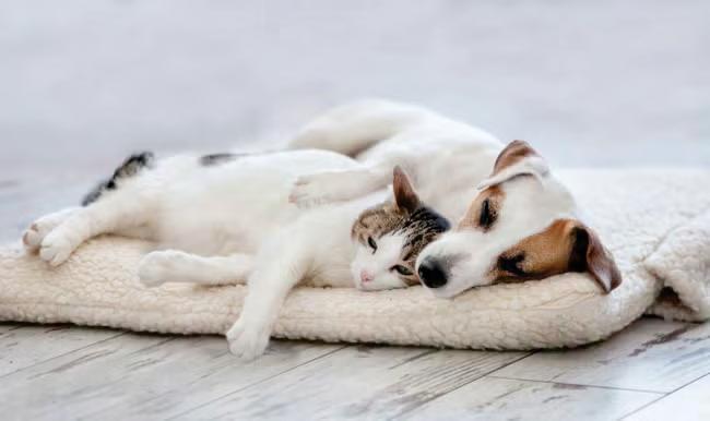 It's feigning cats and dogs