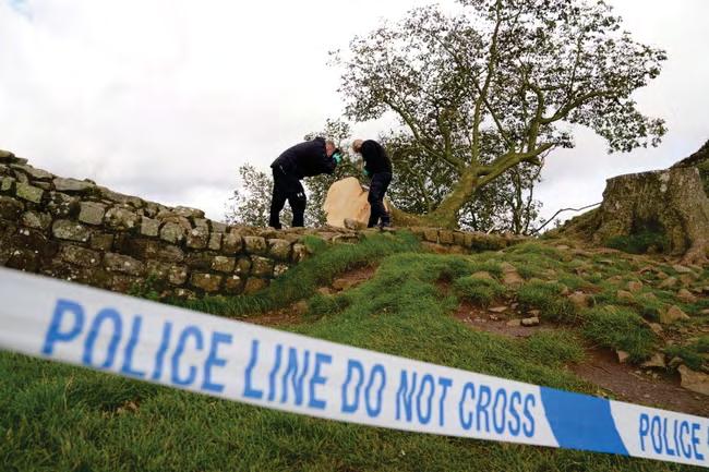Accused in Sycamore Gap case Says it was just a tree’