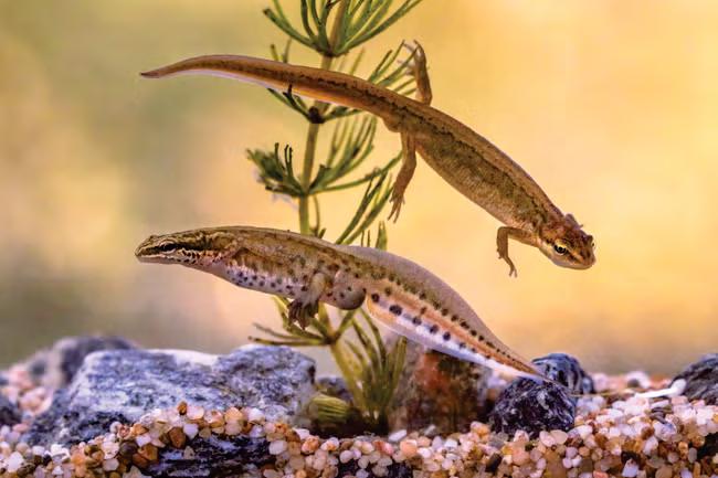 PM's war on newts could breach Brexit deal, says EU