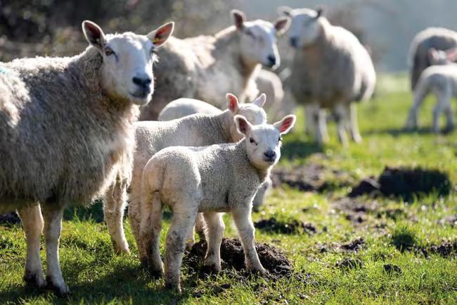 Four-year-old hospitalised and dozens ill as infection linked to a petting farm