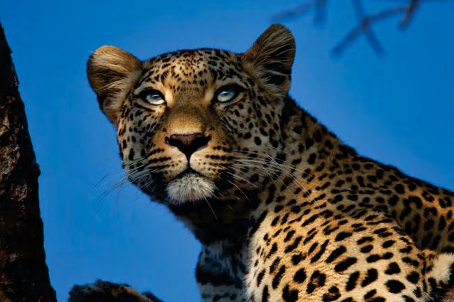 Leopard-hunting packages being sold for huge sums