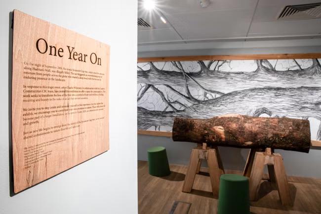 Part of Sycamore Gap tree to go on permanent display