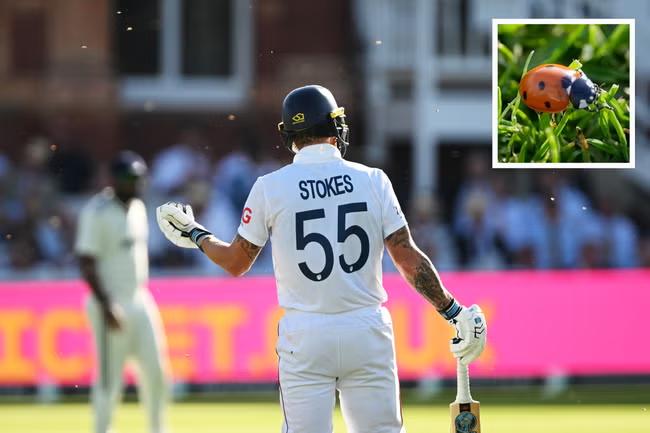 Spot of bother: learn to love ladybirds, say experts, after swarm stops play at Lord's