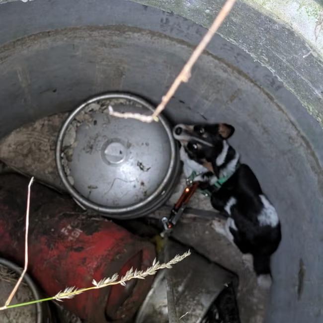 Dog rescued after getting stuck in a well for 11 days