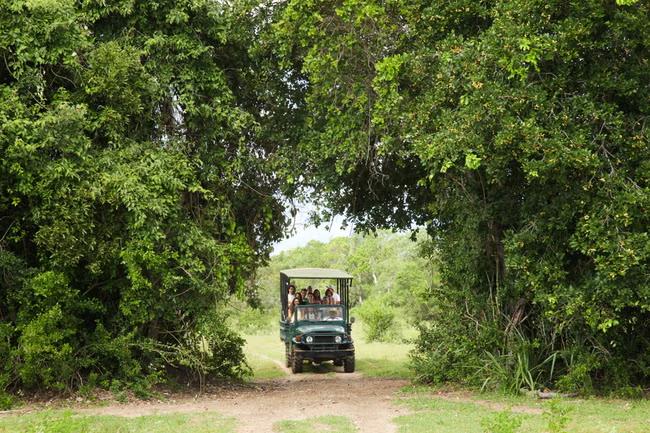 SAFARI ON A BUDGET