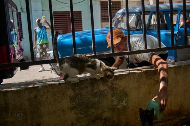 Cuba's cats and dogs falling victim to an economic crisis